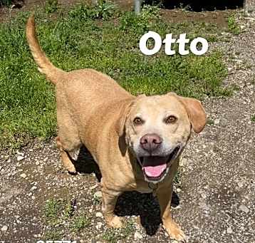 Photo of Otto