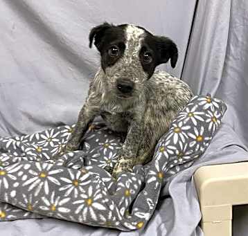 Photo of *DUKE