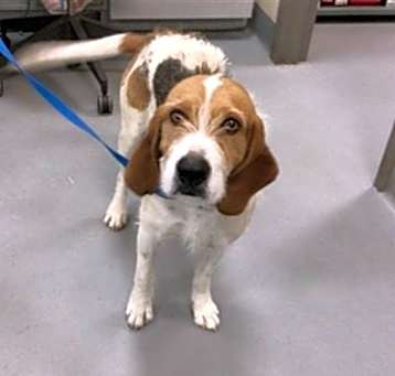 Photo of COOPER