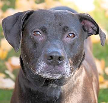 Photo of Bullet