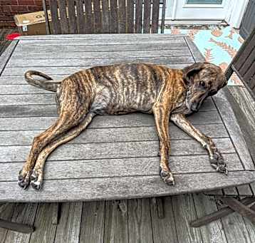 Photo of Roxy