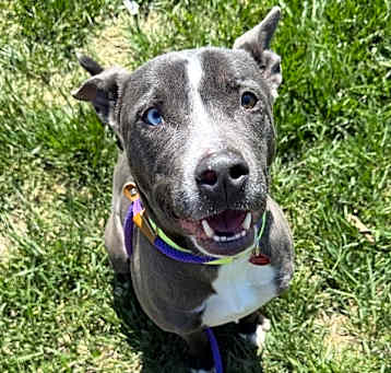 Photo of Apollo