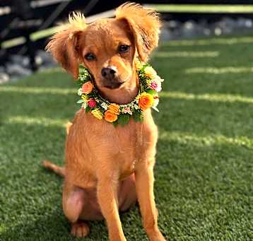 Photo of Bambilina