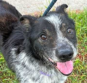 Photo of Draven