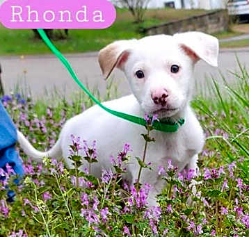 Photo of RHONDA