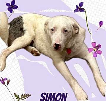Photo of Simon