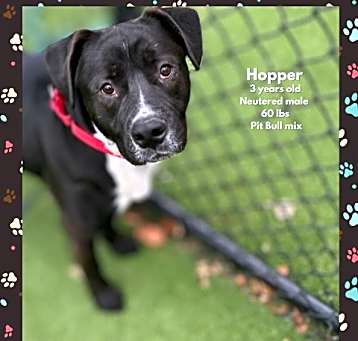 Photo of Hopper Wallace