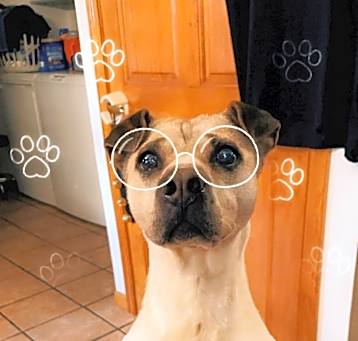 Photo of Daisy