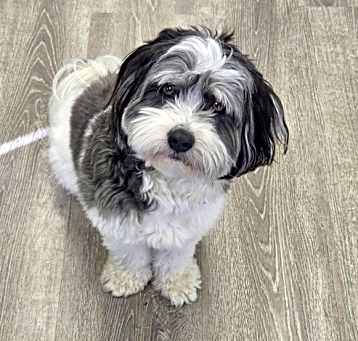 Photo of Archie