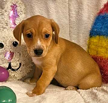 Photo of Winnie the Pooh