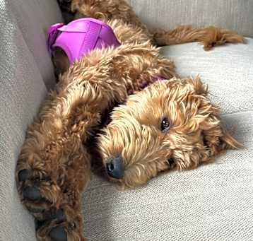 Photo of RILEY