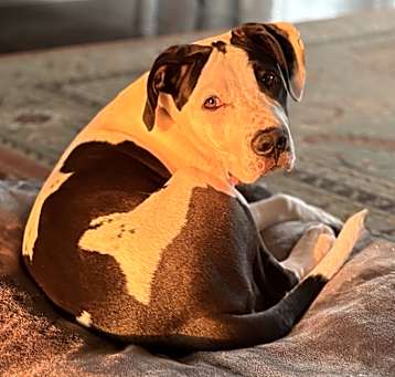 Photo of Cowboy