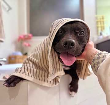 Photo of Valley Girl is the family dog of your dreams