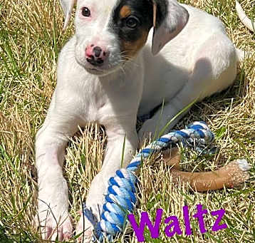 Photo of WALTZ