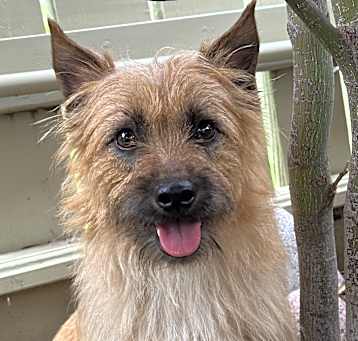 Photo of Oscar