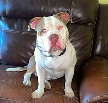 Photo of Ace