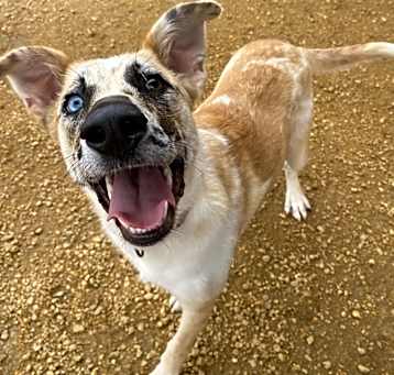 Photo of Goose