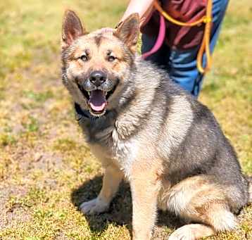 Photo of Hachi