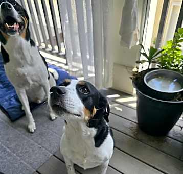 Photo of Sassy Sophie and Baker