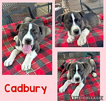 Photo of Cadbury