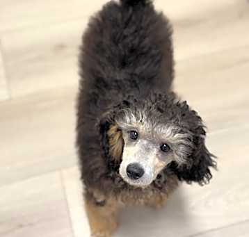 Photo of Mika