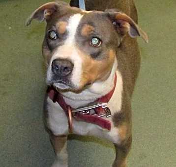 Photo of Blitzen/ Lydia