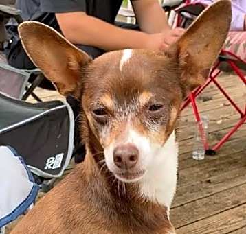 Photo of Ziggy