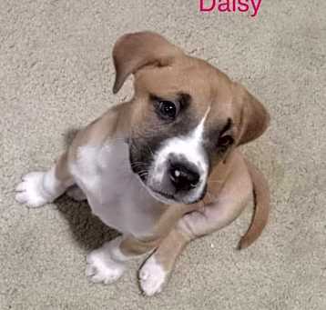 Photo of Daisy
