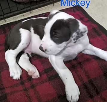 Photo of Mickey