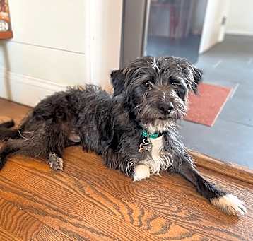 Photo of Scruff