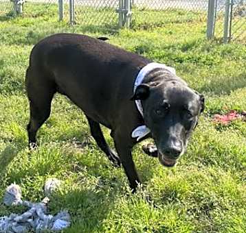 Photo of Cinder