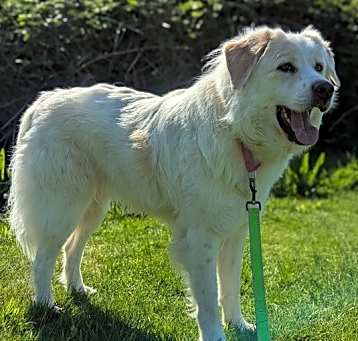 Photo of Daisy