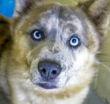 Photo of Zagnut