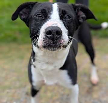 Photo of Abby