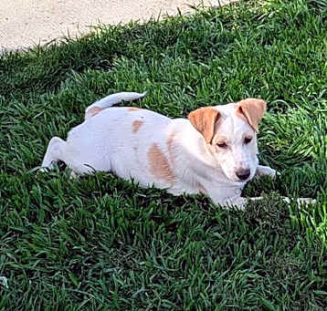 Photo of Piper