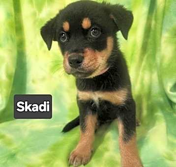 Photo of Skadi