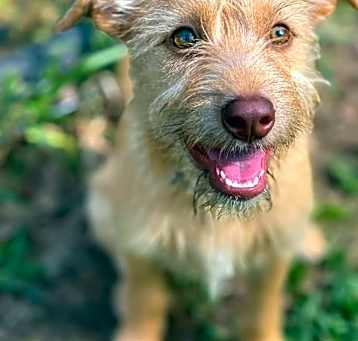 Photo of Honey