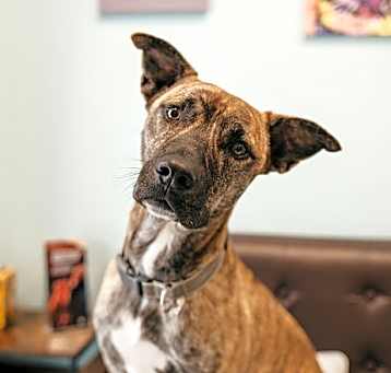 Photo of Merlin