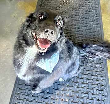 Photo of Onyx