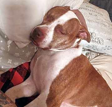 Photo of Bolt
