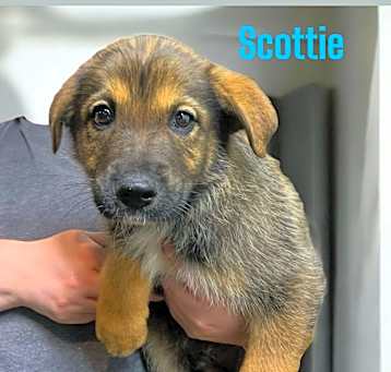 Photo of Scottie