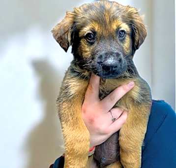 Photo of Gottie