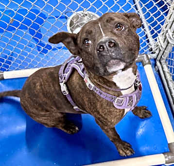 Photo of Tinkerbelle