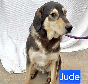 Photo of Jude