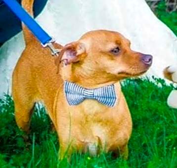 Photo of Dasher