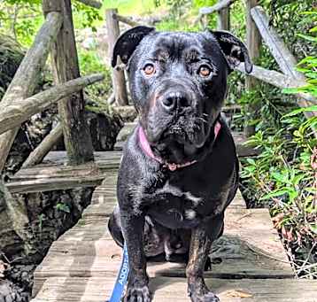 Photo of BLUTO