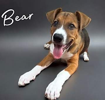 Photo of Bear