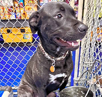 Photo of Dixie