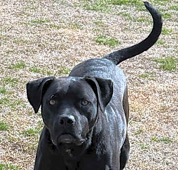 Photo of Coal