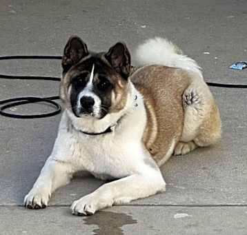 Photo of Lola